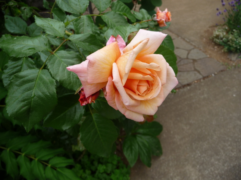 f:id:asuka201011:20130607115053j:image:w360