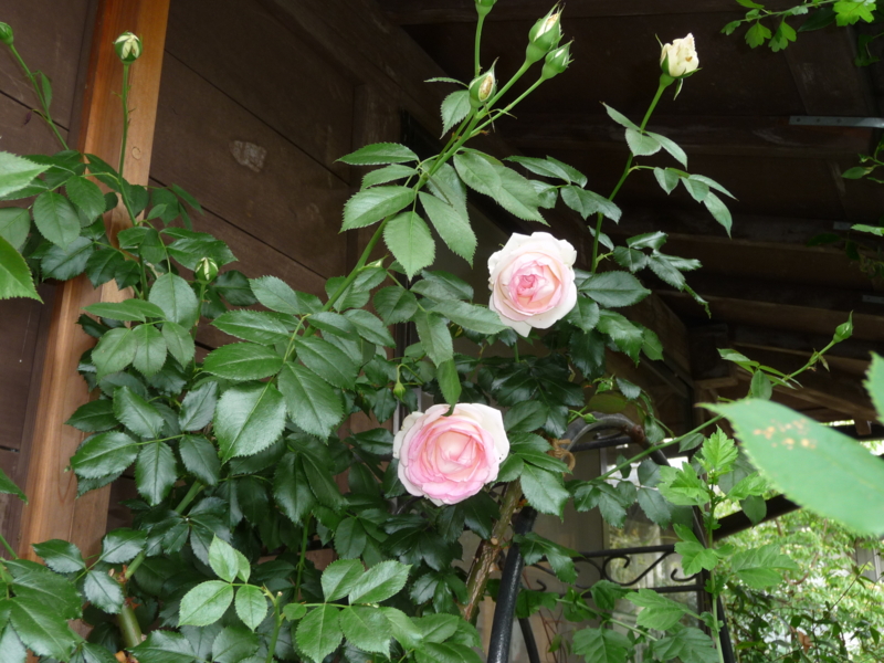f:id:asuka201011:20130607115121j:image:w360
