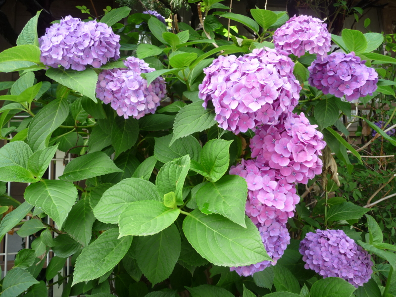 f:id:asuka201011:20130614143132j:image:w360