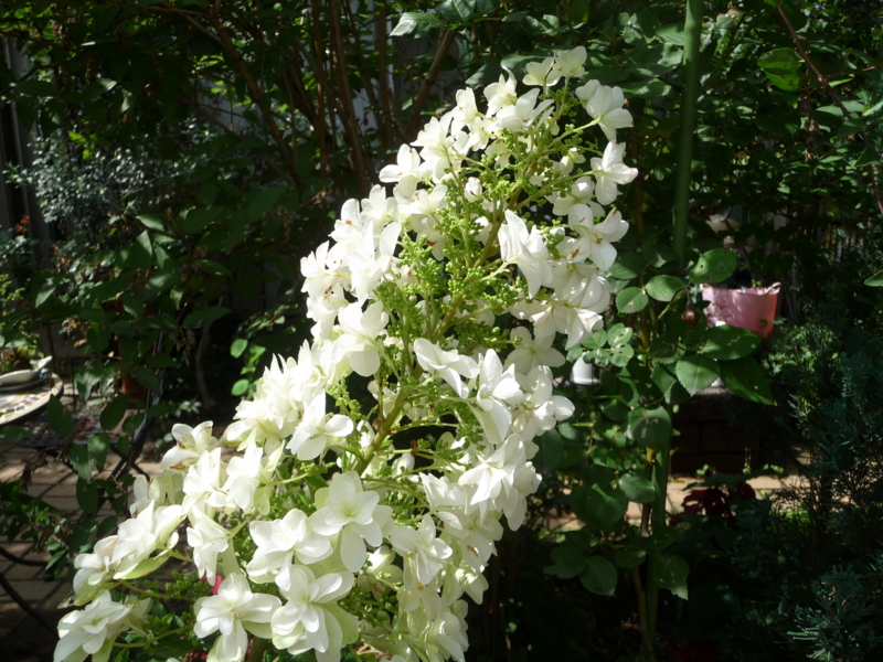 f:id:asuka201011:20130614143226j:image:w360