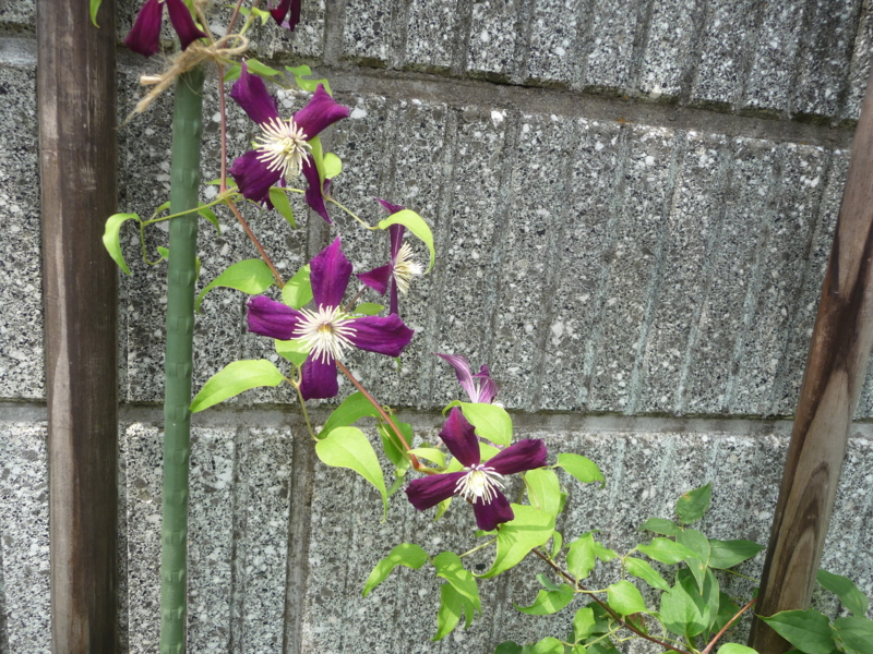 f:id:asuka201011:20130804111204j:image:w360