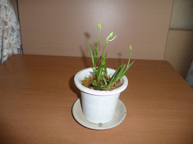 f:id:asuka201011:20130819082923j:image:w360