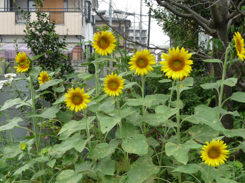 f:id:asuka201011:20130821151638j:image:w360
