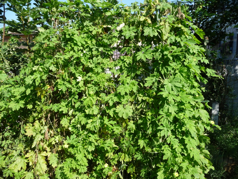 f:id:asuka201011:20130919092634j:image:w360