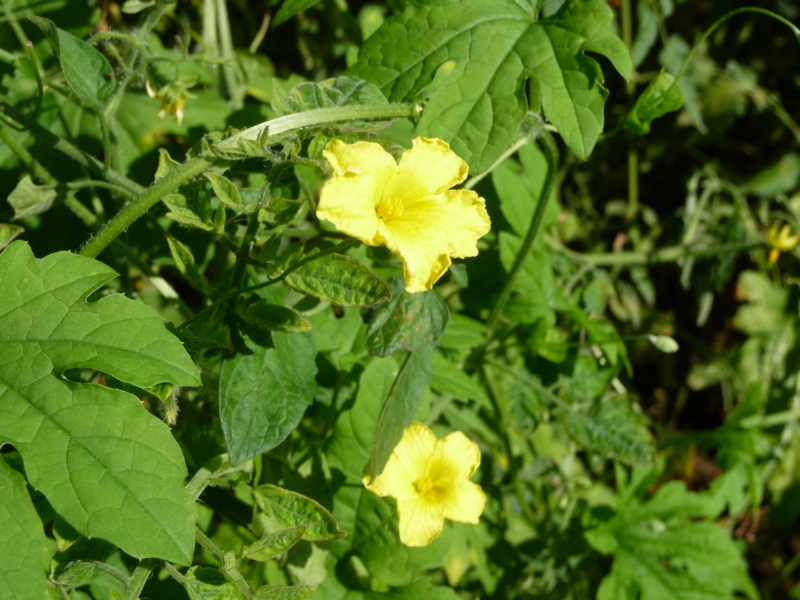 f:id:asuka201011:20130919092649j:image:w360