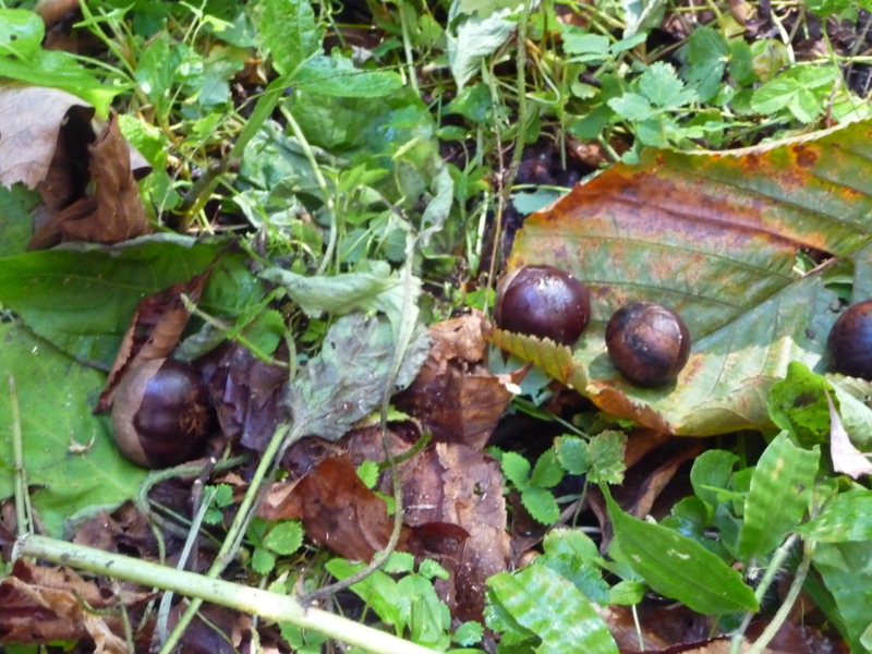 f:id:asuka201011:20130928102937j:image:w360