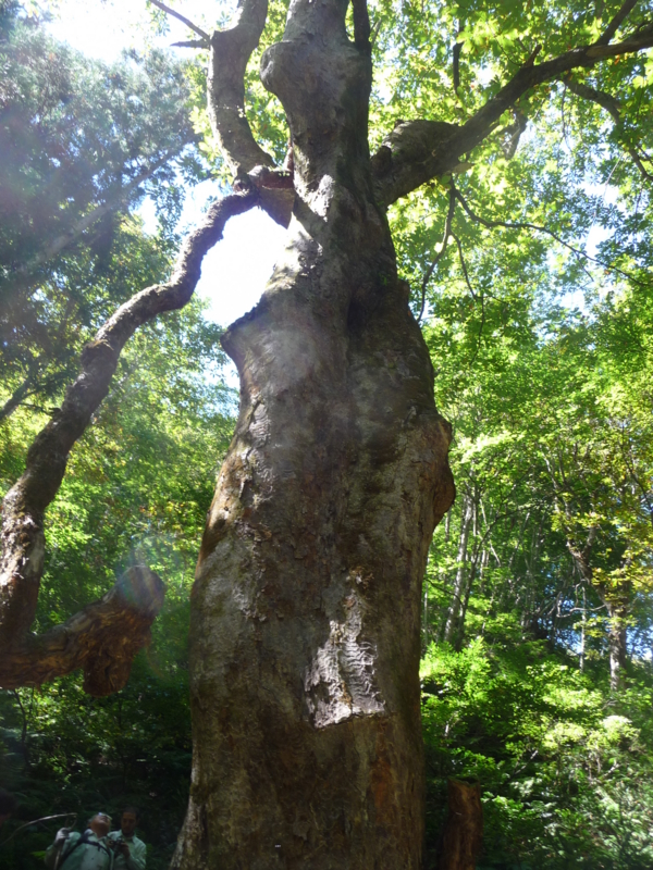 f:id:asuka201011:20130928103142j:image:w360