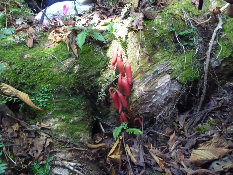 f:id:asuka201011:20130928103258j:image:w360