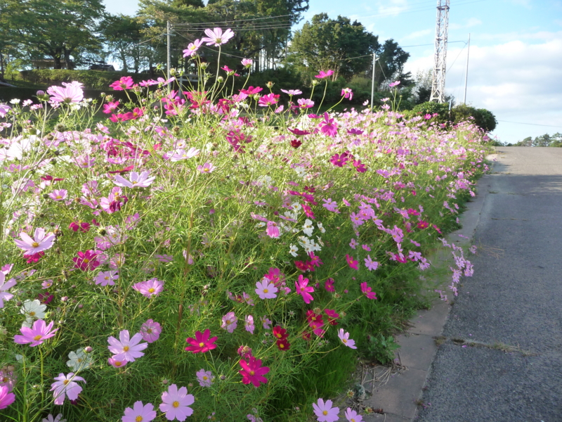 f:id:asuka201011:20130929163103j:image:w360 f:id:asuka201011:20130929163103j:image:w360