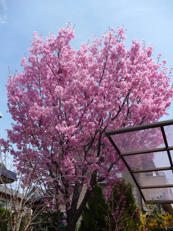 f:id:asuka201011:20140402123136j:image:w360