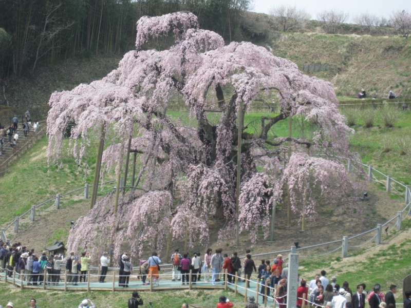 f:id:asuka201011:20140417113439j:image:w360
