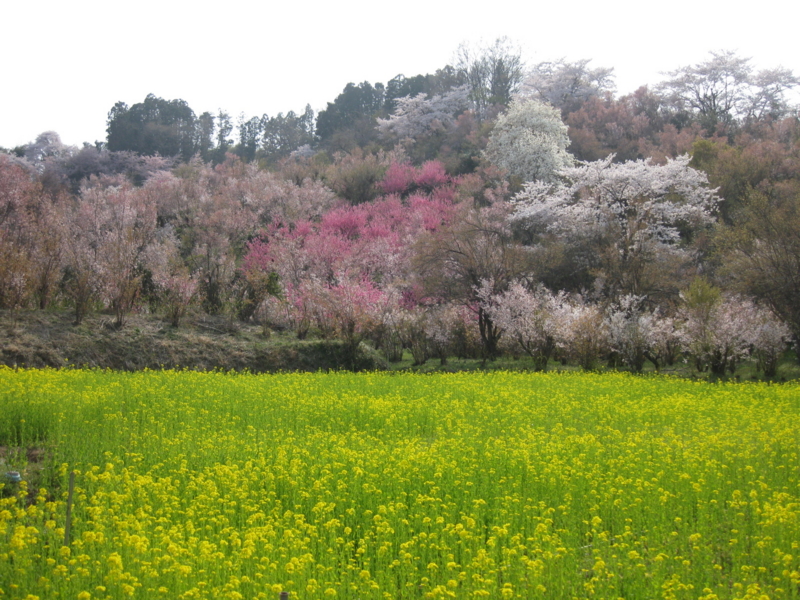 f:id:asuka201011:20140417144457j:image:w360