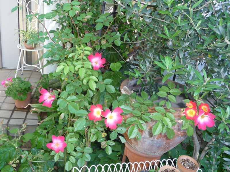 f:id:asuka201011:20140517094159j:image:w360