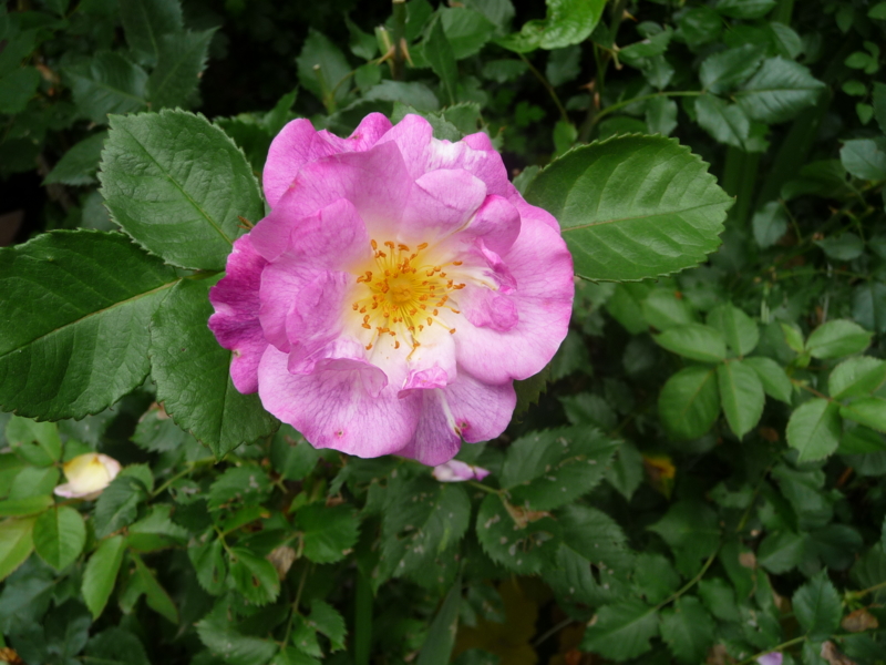 f:id:asuka201011:20140528102447j:image:w360