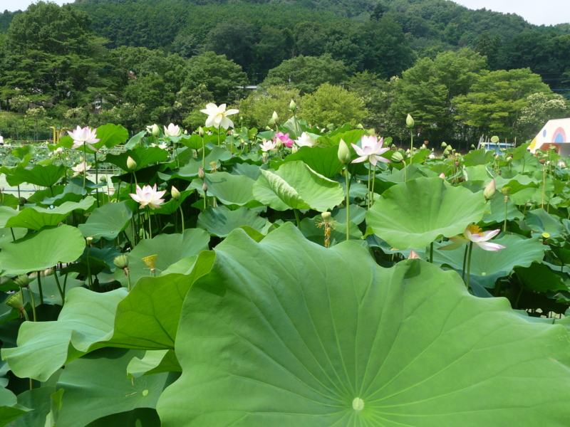f:id:asuka201011:20140716100506j:image:w360