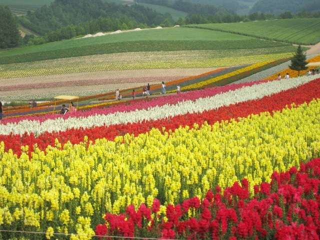 f:id:asuka201011:20140718154619j:image:w360