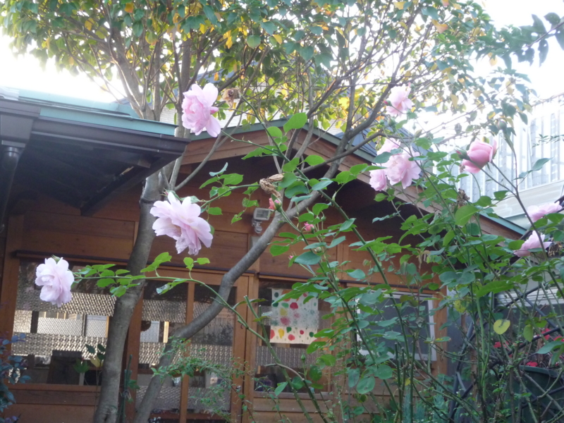 f:id:asuka201011:20141116163731j:image:w360