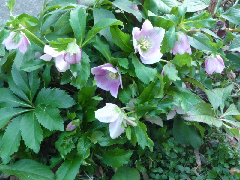 f:id:asuka201011:20150209083541j:image:w360