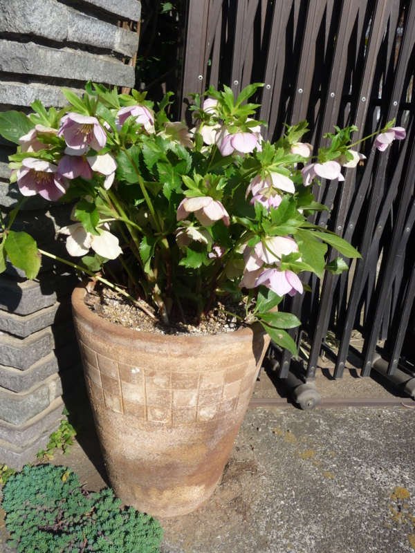 f:id:asuka201011:20150312091504j:image:w360