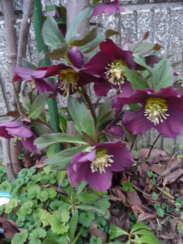 f:id:asuka201011:20150316180409j:image:w360