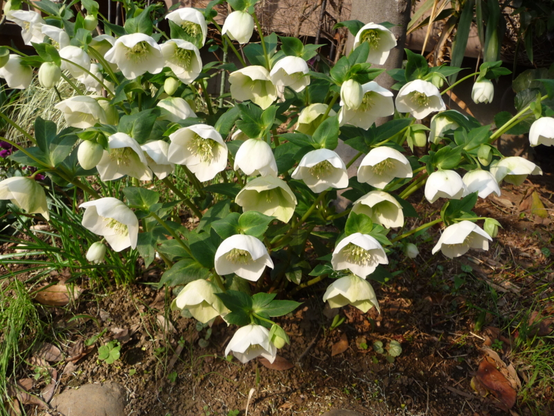 f:id:asuka201011:20150322082736j:image:w360