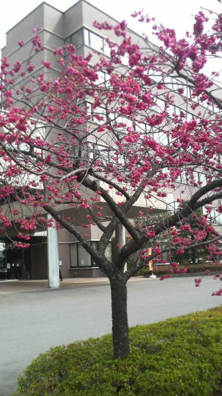 f:id:asuka201011:20150330223310j:image:w360