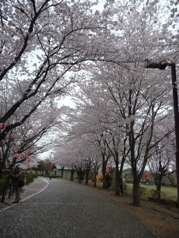 f:id:asuka201011:20150404071534j:image:w360