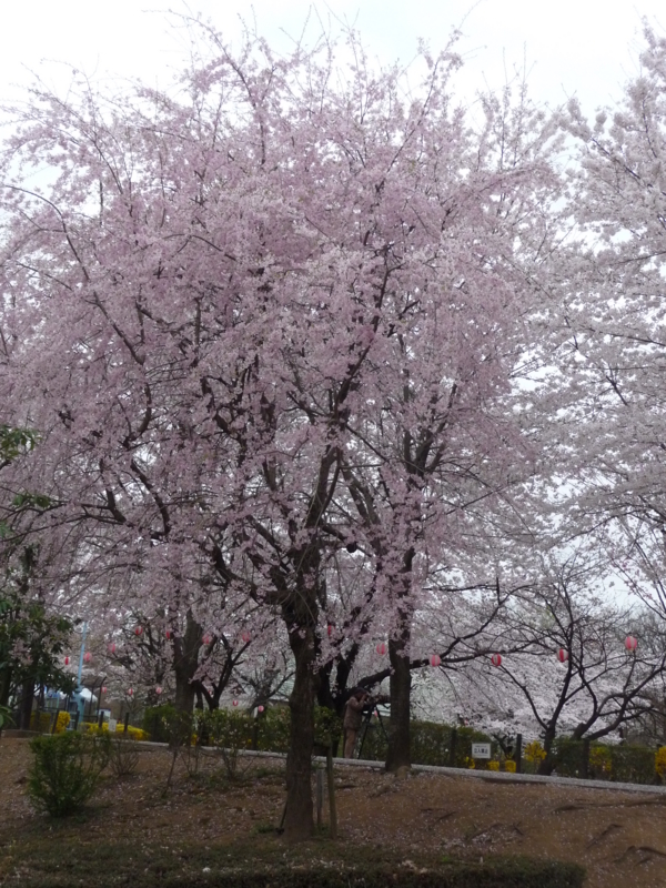 f:id:asuka201011:20150404071653j:image:w360