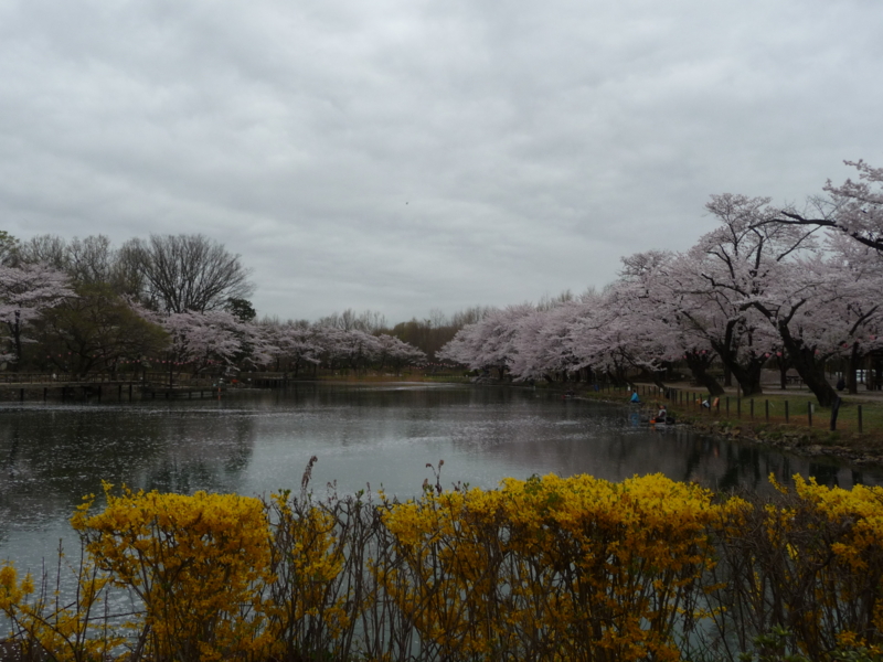 f:id:asuka201011:20150404071740j:image:w360