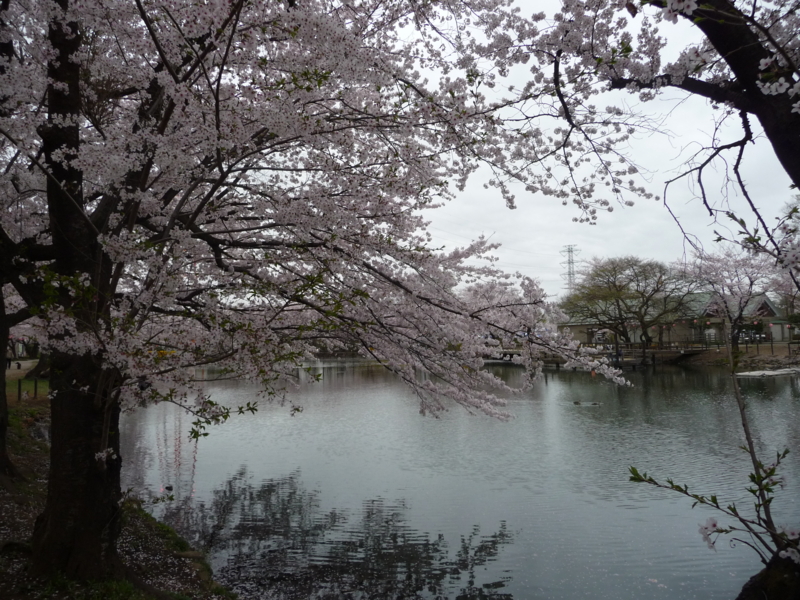 f:id:asuka201011:20150404072028j:image:w360