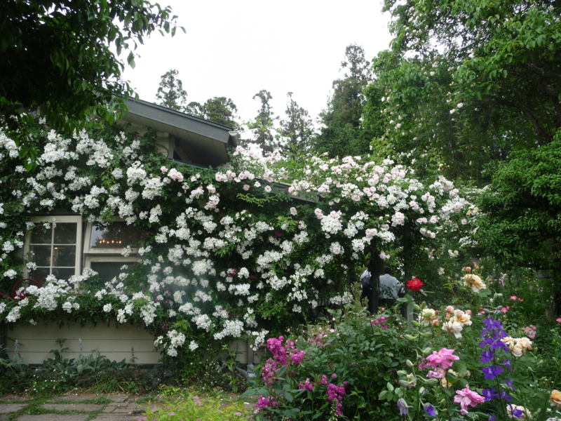 f:id:asuka201011:20150525154645j:image:w360