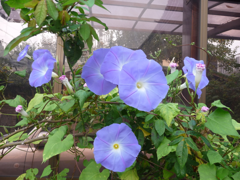 f:id:asuka201011:20151012074649j:image:w360