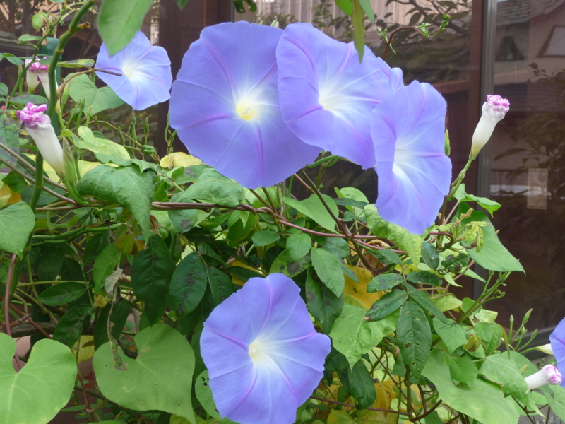 f:id:asuka201011:20151012074937j:image:w360