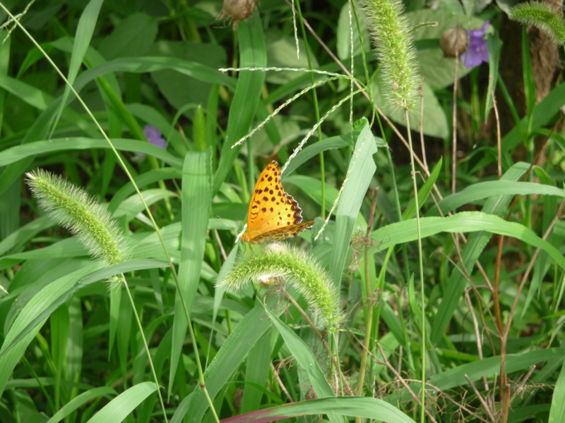 f:id:asuka201011:20160724082725j:image:w360