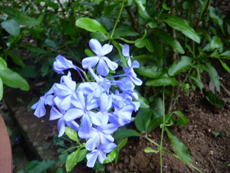 f:id:asuka201011:20160906091008j:image:w360