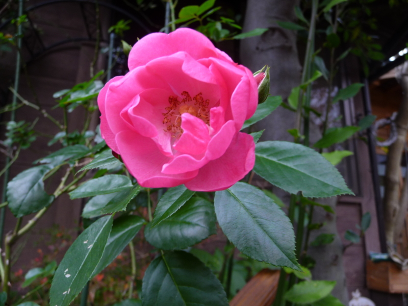 f:id:asuka201011:20161121091040j:image:w360