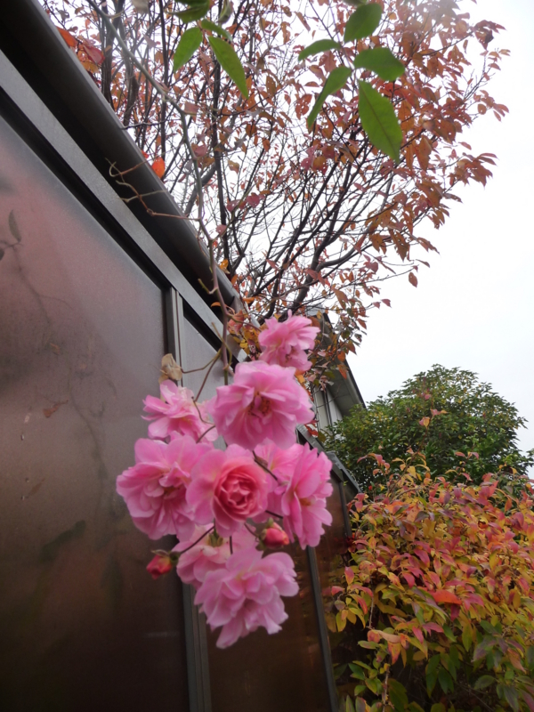 f:id:asuka201011:20161121091126j:image:w360