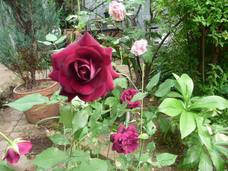 f:id:asuka201011:20170509082349j:image:w360