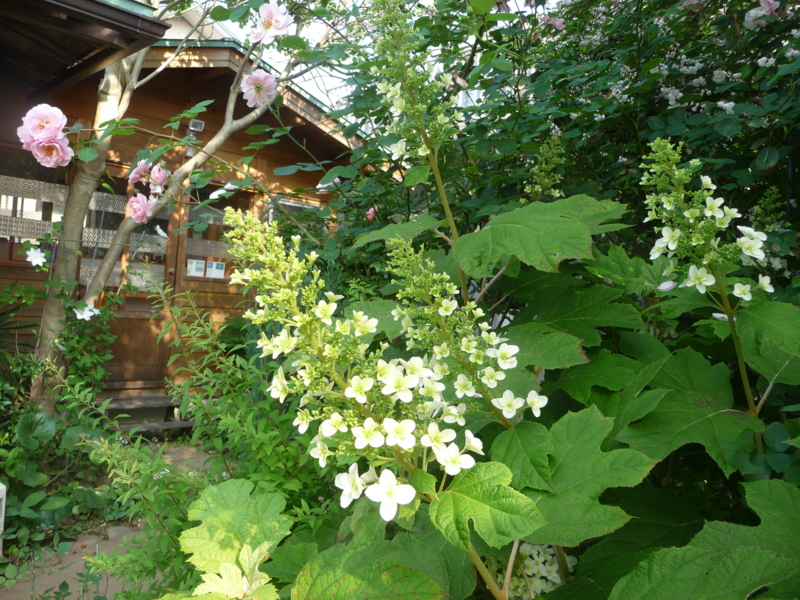 f:id:asuka201011:20170523075250j:image:w360