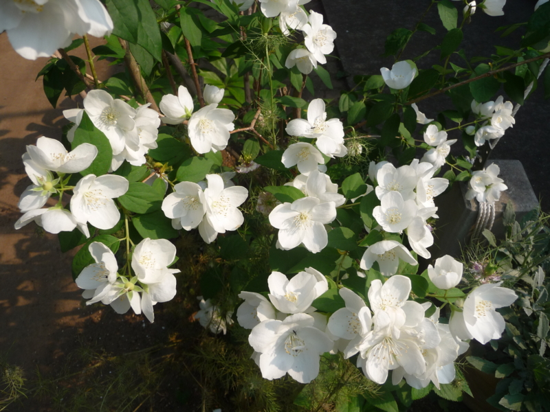 f:id:asuka201011:20170523075309j:image:w360