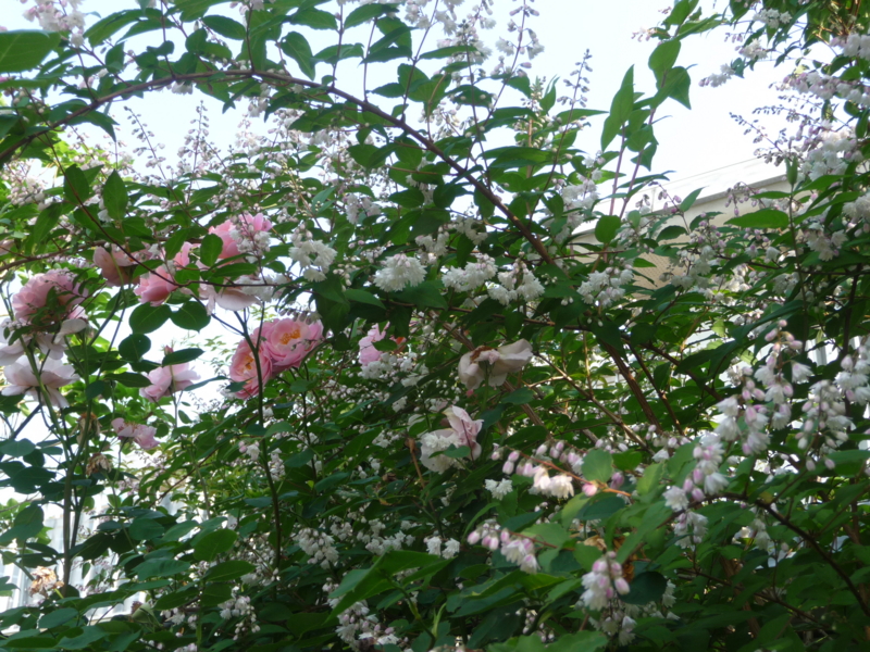 f:id:asuka201011:20170523075334j:image:w360