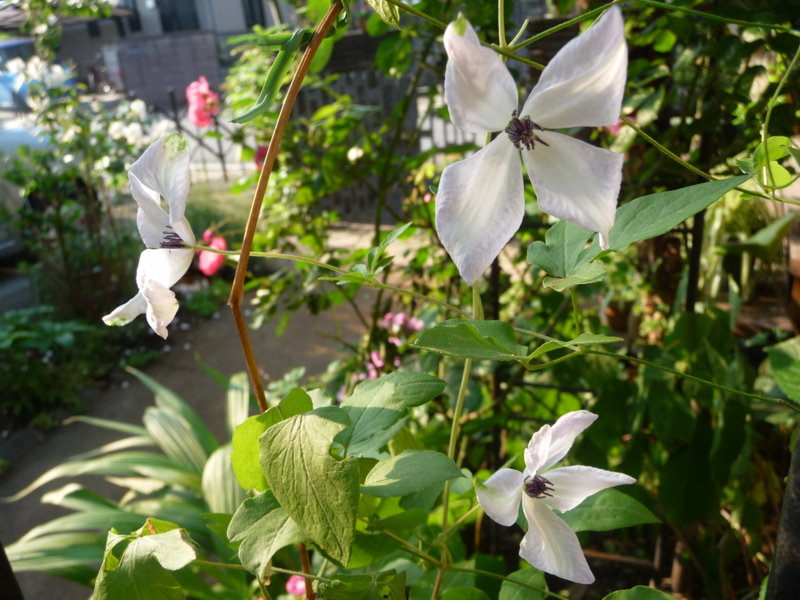 f:id:asuka201011:20170529064023j:image:w360