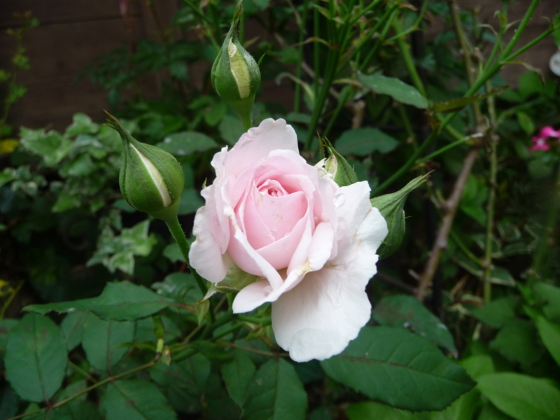 f:id:asuka201011:20170630170258j:image:w360