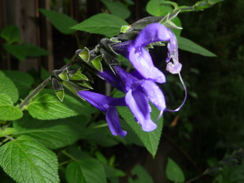 f:id:asuka201011:20170806062533j:image:w360