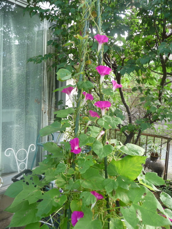 f:id:asuka201011:20170826081716j:image:w360