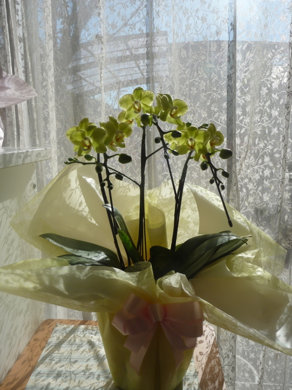 f:id:asuka201011:20180102122003j:image:w360