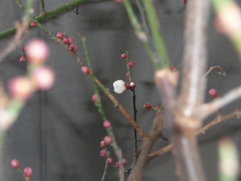 f:id:asuka201011:20180118075555j:image:w360