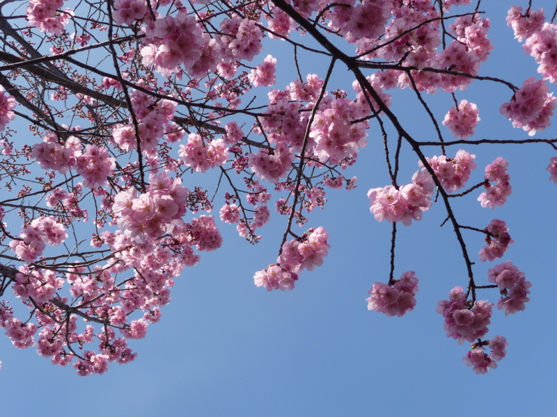 f:id:asuka201011:20180324093237j:image:w360