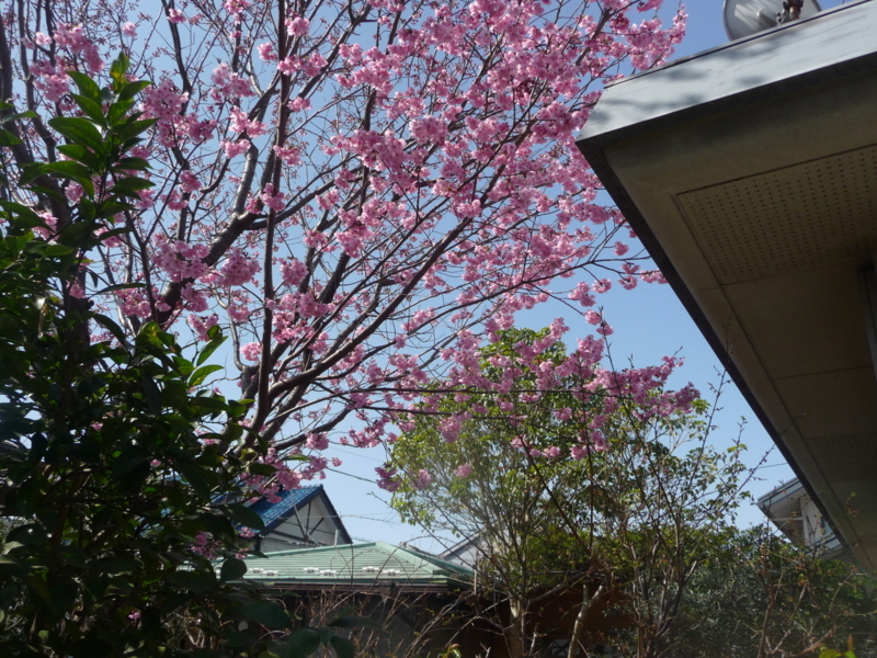 f:id:asuka201011:20180324094537j:image:w360