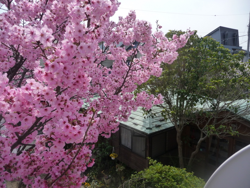 f:id:asuka201011:20180327123205j:image:w360
